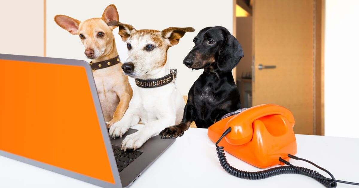 Las razas de perro más buscadas por los españoles en 2020, según Wamiz